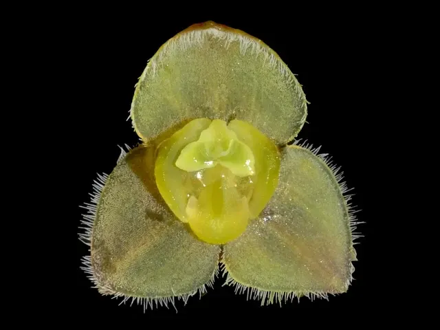Stelis major (Stelis)