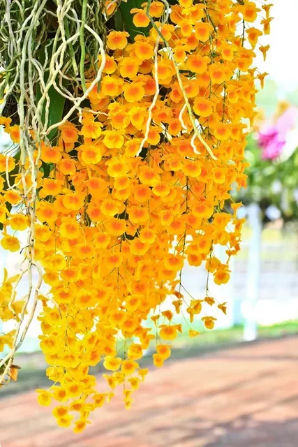 Dendrobium lindleyii 'Big Plant'