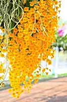 Dendrobium lindleyii