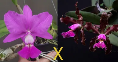 Cattleya Mem. Hiromi Nishii (Cattleya)
