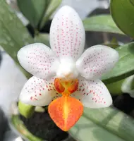 Phal. Mini Mark 'Holm' (Micro Nova x philippinensis) (PM282) (Hybrid)
