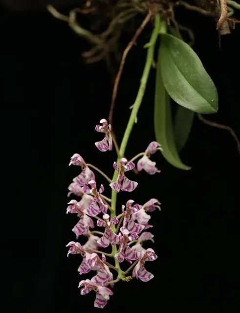 Phalaenopsis zhejiangensis (Phalaenopsis)
