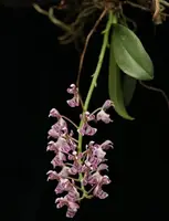 Phalaenopsis zhejiangensis