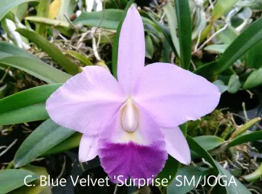 Cattleya Blue Velvet 'Surprise' (Cattleya)