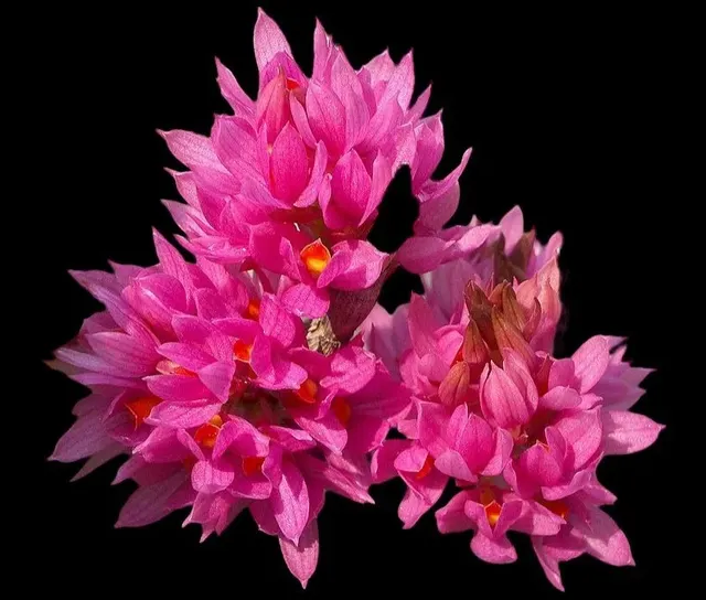 Dendrobium tanii x sib