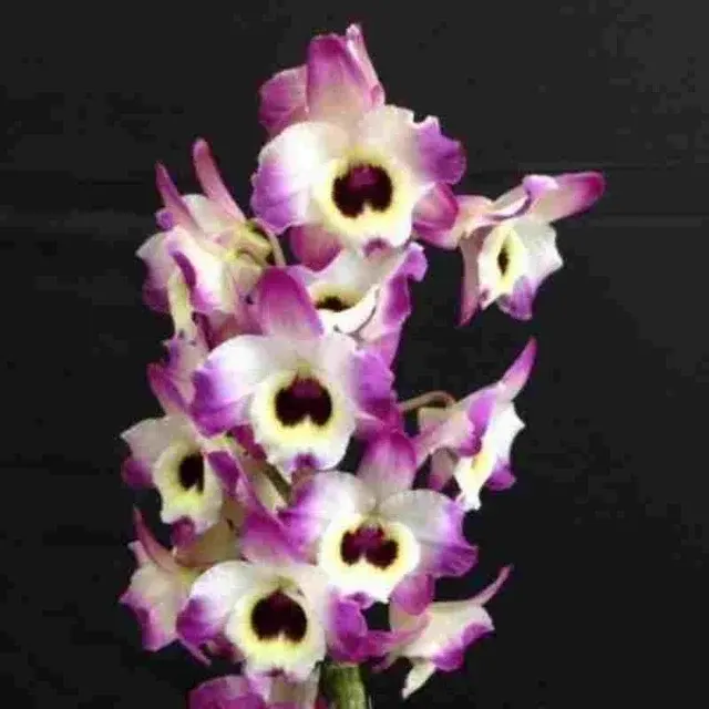 Dendrobium Tianmu Model (Dendrobium)