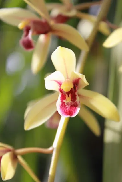 Cymbidium Nok-Kra-Jib