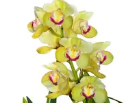 Cymbidium Lumines (medium)