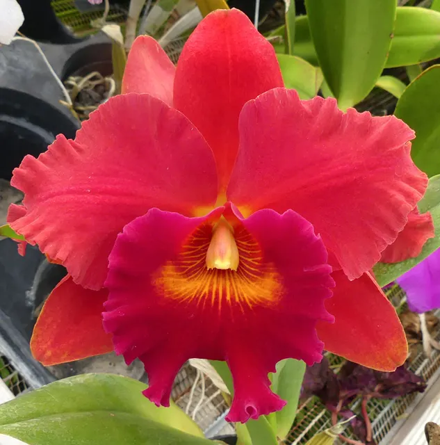 Potinara Duh's Fantasy 'Mellow' (Potinara)