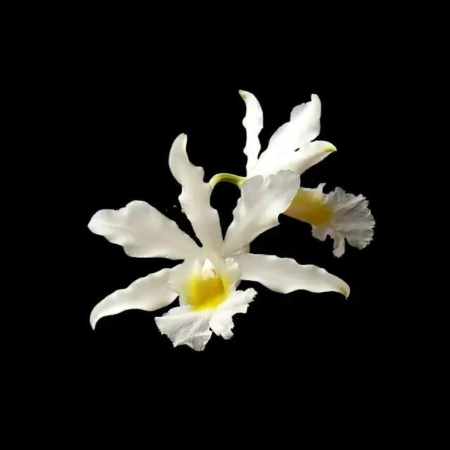 Cattleya Myrmecophila Humboldtii Var. Alba (Cattleya)