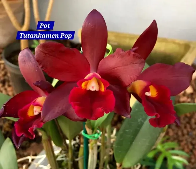 Cattleya 8 Orchid (Cattleya)