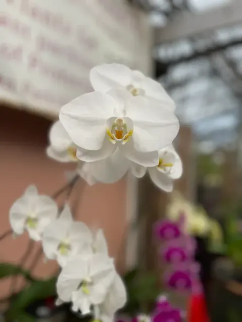Phalaenopsis White Orchid - Moth Orchid (Phalaenopsis)