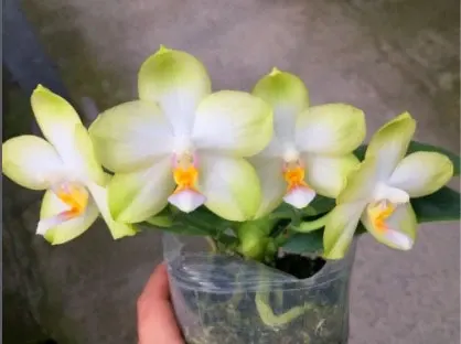 Phalaenopsis Sweet Memory Stem Prop 'Alba'