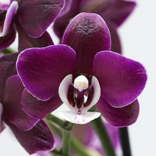 Phalaenopsis Kaoda Twinkle 'Chocolate Drops'