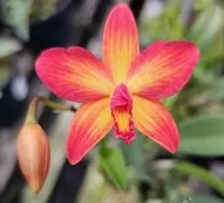 Cattleya Flamejante (Cattleya)