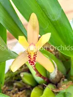 Maxillaria rufescens — Blooming size