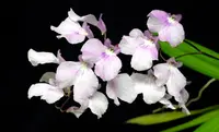 Ionopsis utricularioides
