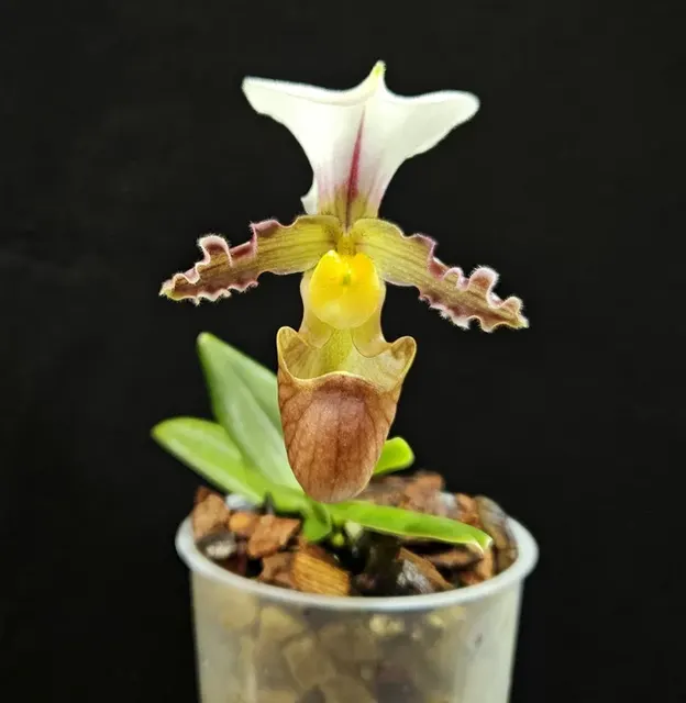 Paphiopedilum tranlienianum (Paphiopedilum)