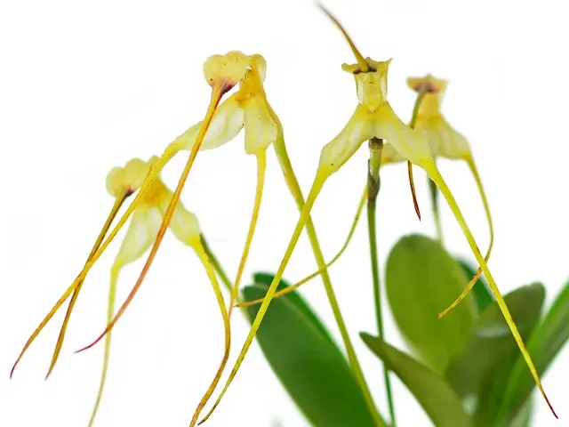 Masdevallia naevia (Masdevallia)
