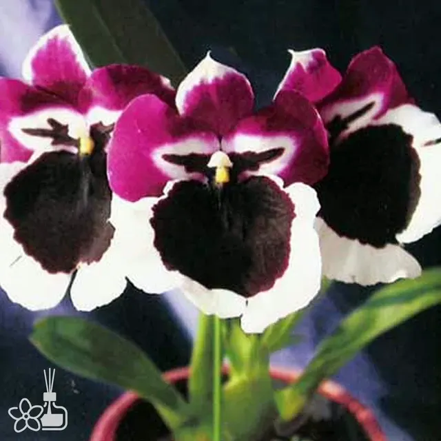 Miltoniopsis Monterey Bay