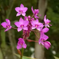Orchid Species Spathoglottis plicata "Grape Swirl" Live PLant