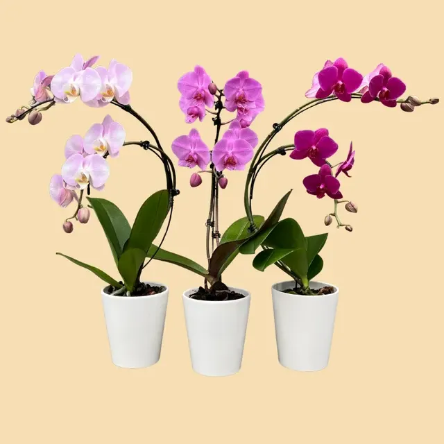 Phalaenopsis Wave (Phalaenopsis)
