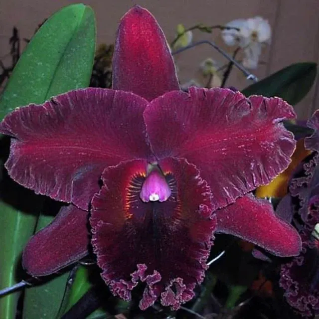Rhyncholaeliocattleya Chia Lin 'Bao Ching Tian' (Rhyncholaeliocattleya)
