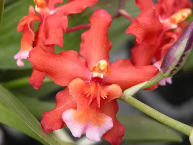 Wilsonara Red Stars 'Red Rooster' (Wilsonara)