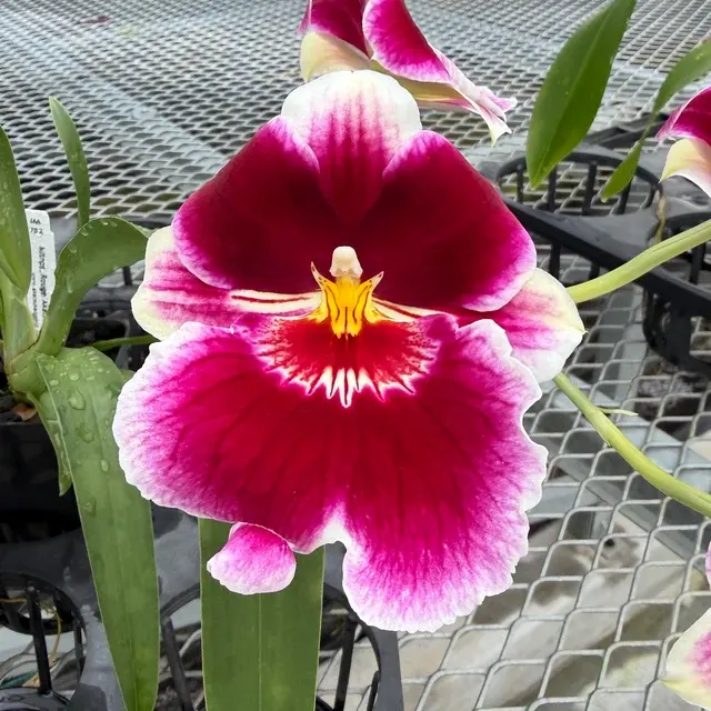Miltoniopsis Rouge 'Akatsuka'