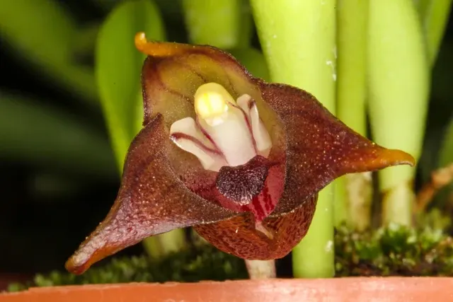 Masdevallia semiteres (Masdevallia)