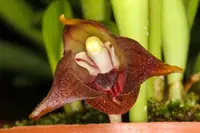 Masdevallia semiteres
