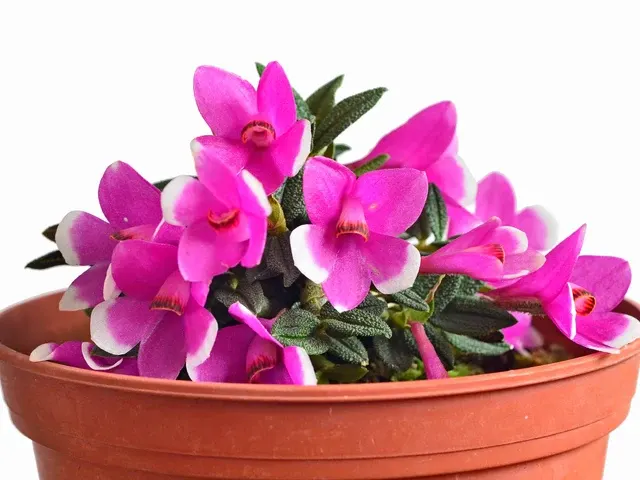 Dendrobium cuthbertsonii f pink x f purple and white (Dendrobium)