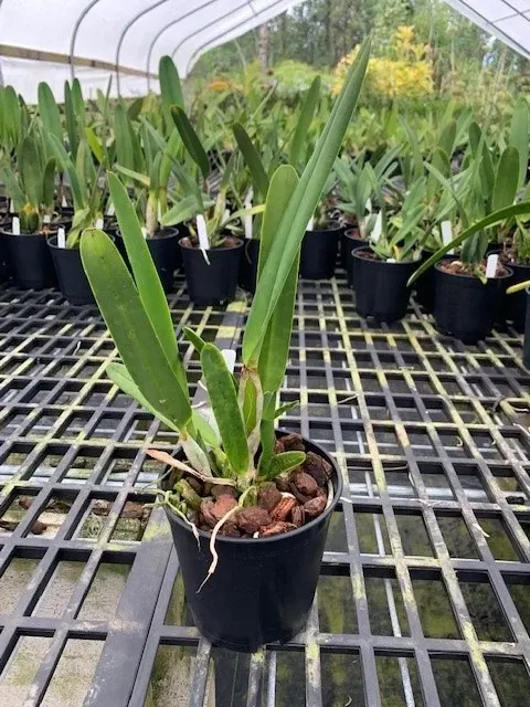 Cattleya purpurata 'Giant' x rubra
