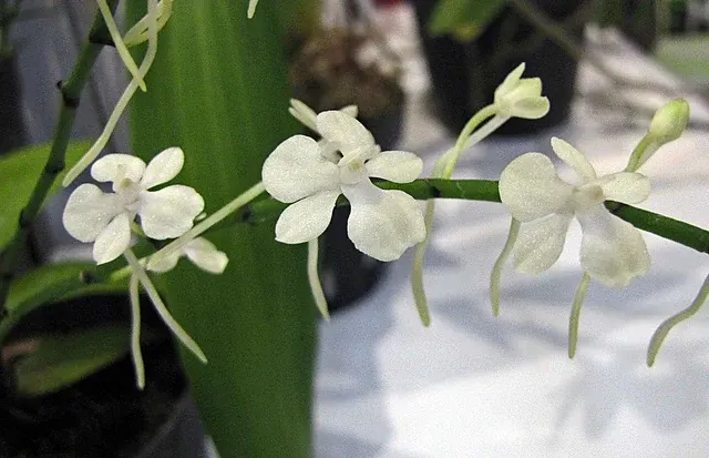 Aerangis citrata x sib