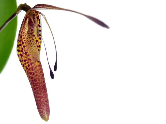 Restrepia ephippium (Restrepia)