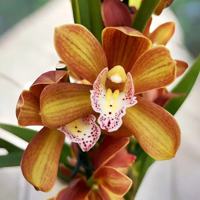 Cymbidium Petit Orange *parfumat
