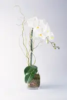 Single Stem Phalaenopsis Orchid