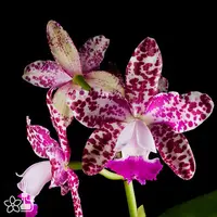 [Bare-root] #CA# Cattleya Green Emerald 小花豹 [2.8 BS][Aug in stock 26]