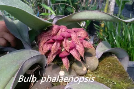 Bulbophyllum phalaenopsis (Bulbophyllum)