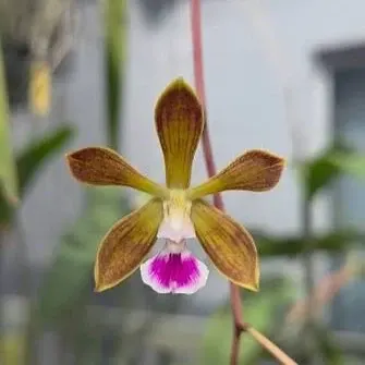 Encyclia randii × tampensis (Encyclia)