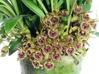 Kefersteinia pellita