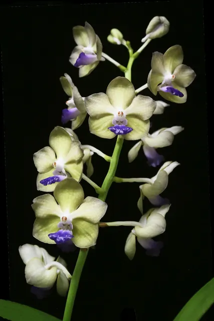 Vandachostylis Pon Washington AM/AOS 'Peridot' (Vandachostylis)