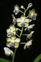 Vandachostylis Pon Washington 'Peridot' AM/AOS
