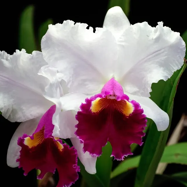 Cattleya Hausermann Z1164' Parfumata 'S Gala'