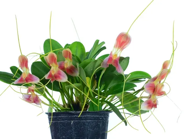Masdevallia xanthina (Masdevallia)