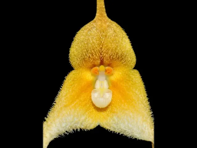 Dracula hirsuta f xanthina (Dracula)