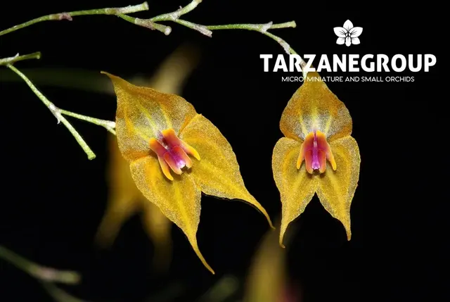 Lepanthes guatemalensis (Lepanthes)
