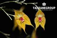 LEPANTHES GUATEMALENSIS MINIATURE ORCHID MOUNTED