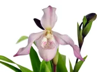 Phragmipedium Charlie Hanson