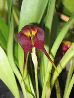 Masdevallia rolfeana